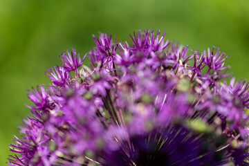 Obraz premium Close-up of a chive plant (allium) with many tiny blossoms in full bloom