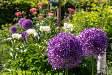 Obraz premium Blooming purple allium flowers add beauty to garden landscape with other allium and peony blossoms