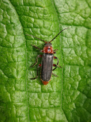 Soldier beetle (Cantharis rustica) sitting on a large leaf