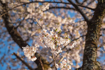 春の乃木神社参道の桜並木、那須塩原市