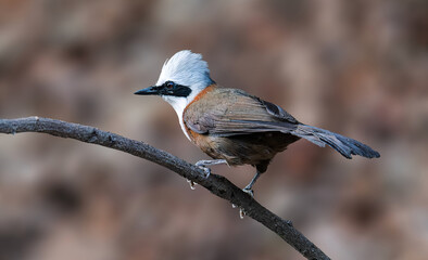 A bird with a white crown.... White-crested Laughingthrush 