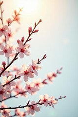 Obraz premium Delicate Pink Blossoms on Branch Against Soft Sky Background, a Symbol of Spring's Gentle Arrival