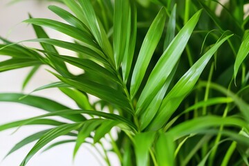 Obraz premium Close-up view of vibrant green palm leaves.