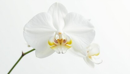Fototapeta premium Delicate white orchid blossom, pure petals against stark white , minimal, light, serene