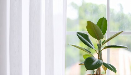 美しい観葉植物、明るい窓辺