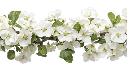 Obraz premium Delicate apple blossoms in full bloom against a stark transparent background