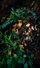 Decomposing organic matter in a garden bed creating fertile soil in the earth environment