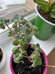 Aichryson Houseplant on Windowsill Close-Up. Succulent Aichryson, known as the tree of love, growing in a pot on a windowsill, symbolizing home comfort and natural greenery.