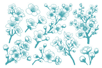 set of sakura lineart isolated on white