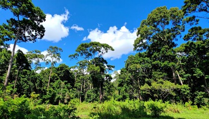 Obraz premium Booming Forest Diverse Fauna Sunny Sky Nature Preservation