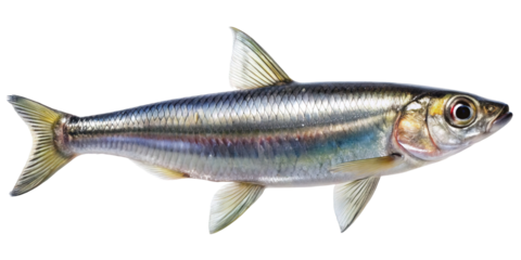 A single American Shad fish displaying its iridescent scales against a dark background