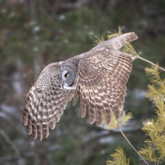Great Gray Owl taking off