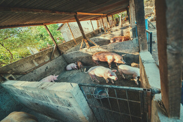 Pigs in a home pig farm. View of beautiful home pigs in a pig farm.