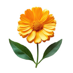 Radiant Bloom: A vibrant close-up of a single orange flower, its delicate petals unfurling, paired with fresh green leaves against a soft backdrop.