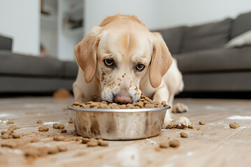 Adorable golden dog happily eating from a bowl on a wooden floor, creating a mess around its feeding area with scattered food.