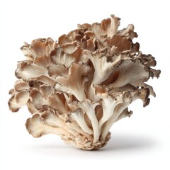 Fresh Maitake Mushrooms A Close Up Studio Shot of Organic Mushrooms on White Background