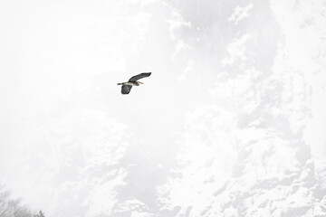 Grey heron in flight under snowflakes (Ardea cinerea)