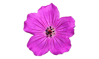 Naklejka premium pink cosmos flower, cosmos flower png, transperant background flower, beautiful flower with transpeant background 