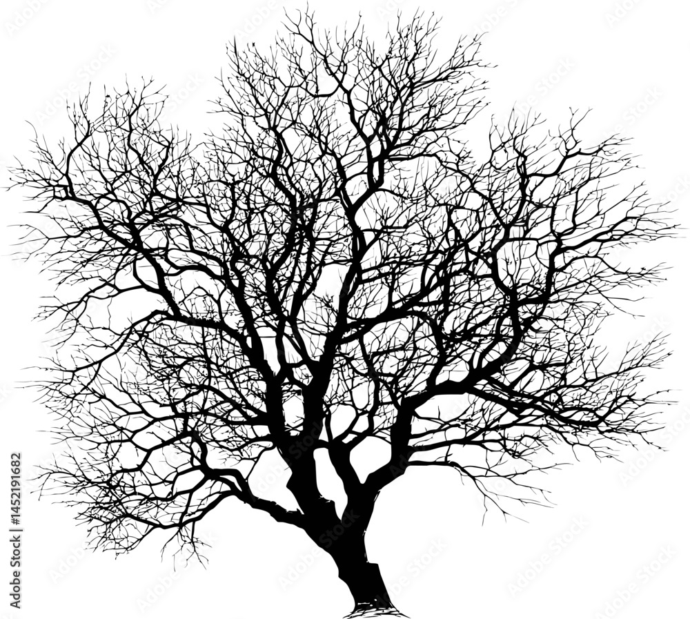 Poster Silhouette of a barren tree with intricate branches. Vector illustration.
