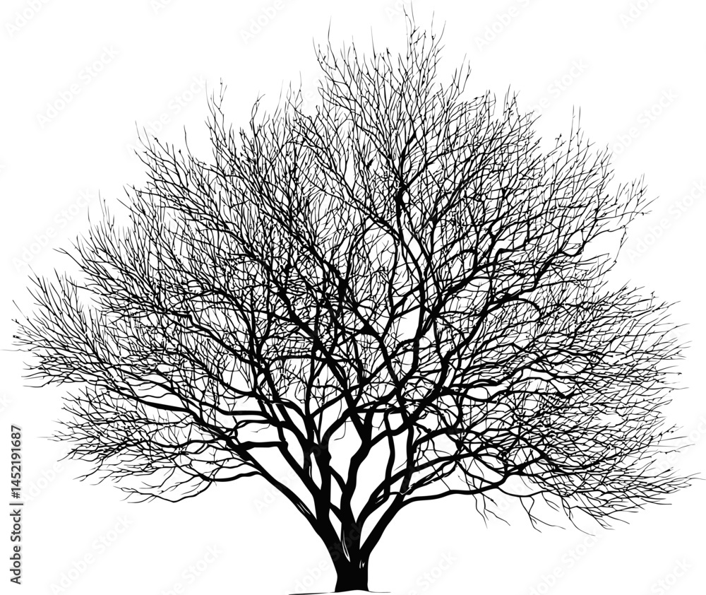 Aufkleber silhouette of a leafless tree with intricate branches. vector illustration.