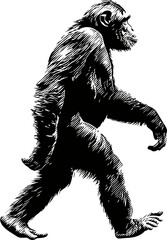 Fototapeta premium Chimpanzee in walking pose with detailed shading black and white illustration. Vector illustration.