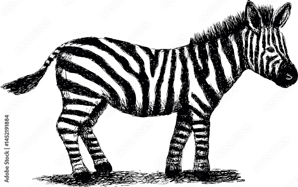 Poster black and white illustration of a zebra with stripes in a sketch style. vector illustration.
