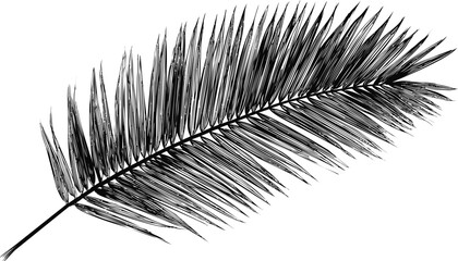 Black and white illustration of a palm leaf silhouette. Vector illustration.