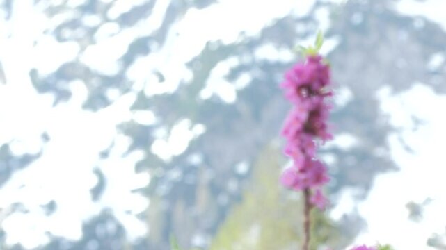 Daphne, mezereum 