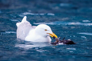 Glaucous gull eating a dead guillemot  in the deep blue ocean. with pale grey wings