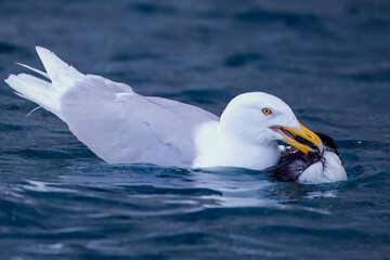 Glaucous gull eating a dead guillemot  in the deep blue ocean. with pale grey wings