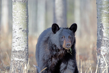 Black Bear  , Ursus americanus , standing in poplar trees, looking alert.
