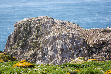 Scenic Coastline Saltee Island County