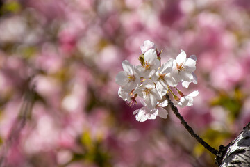 ピンクのバックの桜の花