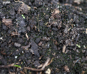 spring soil