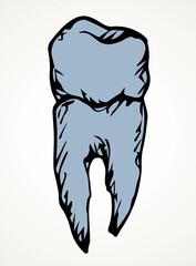 The layout of tooth. Vector drawing