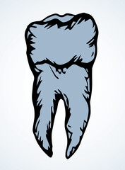 The layout of tooth. Vector drawing