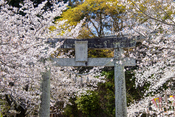 桜に覆われた鳥居