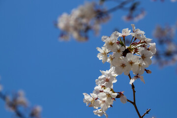 Obraz premium 青空に映える桜