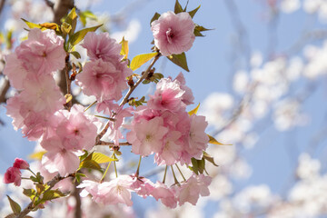 青空に映える桜
