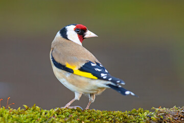 Szczygieł (Carduelis carduelis) © Grzegorz