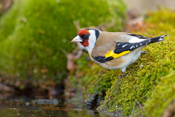 Szczygieł (Carduelis carduelis) © Grzegorz
