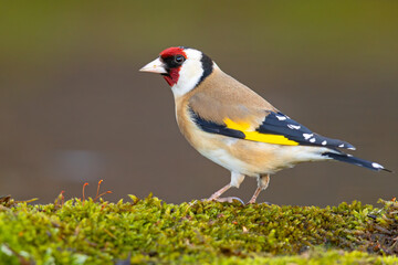 Szczygieł (Carduelis carduelis) © Grzegorz