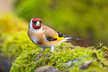 Szczygieł (Carduelis carduelis) © Grzegorz
