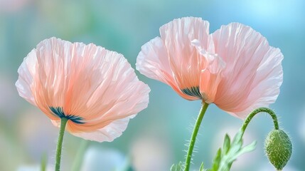 Two white poppy flowers with green leaves stand gracefully amidst a serene garden. Their soft petals capture light beautifully, reflecting the essence of spring and natural beauty