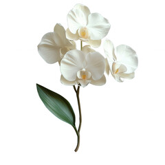 Obraz premium Orchid Bloom: A captivating capture of delicate white orchid blossoms, displaying their intricate petals and graceful form, inviting viewers into a world of pure botanical elegance.