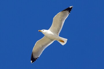 gull