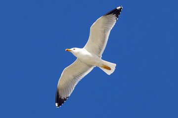 gull