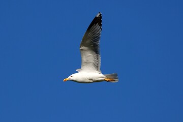 gull