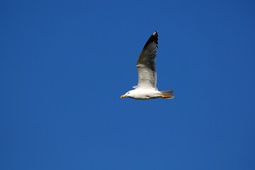 Obraz premium gull