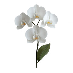 White Orchid Elegance: A delicate and graceful white orchid with a single green leaf against a clean background, radiating elegance and serenity.